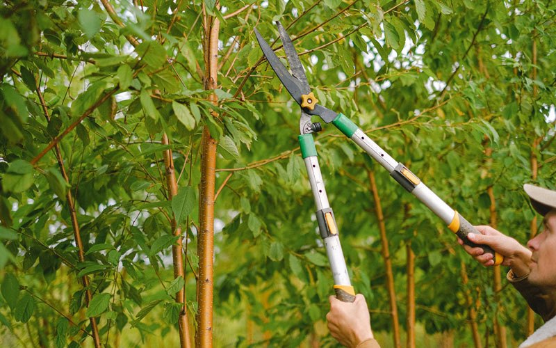 Tree trimming in Spurgeon, IN